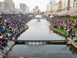 불광천 벚꽃축제 놀러오세요…'은평의 봄' 개최 기사 이미지